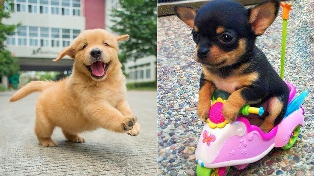 Baby Dogs 🔴 Funny and Cute Dog Videos Compilation #1 | 30 Minutes of Puppy Videos 2025