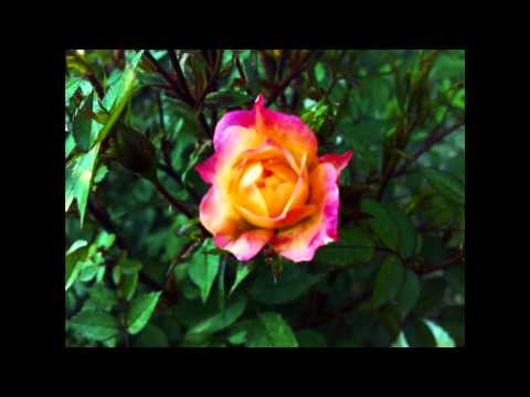 Tarık İhtiyar --  SULTANIM  --