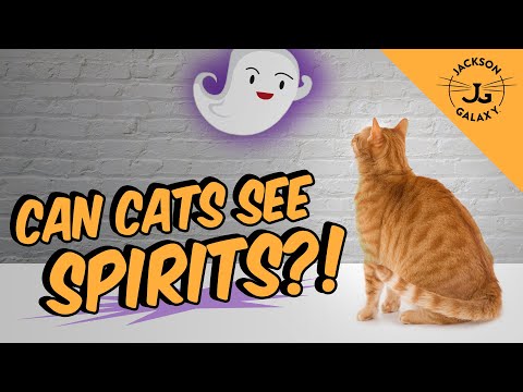 Can Cats See Spirits, Ghosts, or the Supernatural? - YouTube