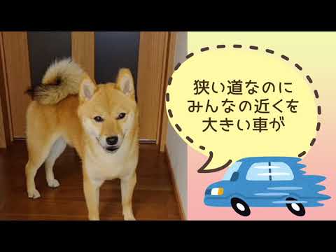 ワンワンU・x・Uお悩み相談室8️⃣0️⃣〜鯖江市「コハクくん」#歩行者のそばを通る時はスピードダウン⤵️#特に子供のそばを通る時はゆっくりね👦🧒