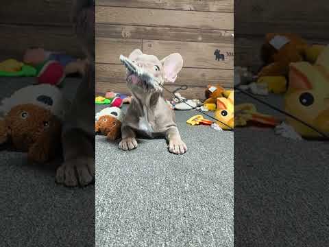 Video 5