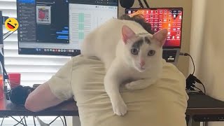 Best Funny Cats Videos Of The Month 😸 Unusual Cats Video 2024