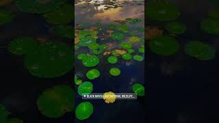 Download lagu Mellow skies mp3