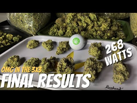 OMG IN THE 3X3: 6 Plant Mars Hydro TS 3000 Harvest