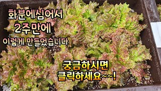 적상추,청상추  5월 10일부터  5월 24일까지 2주동안 키운 브이로그 입니다. #양재꽃시장 #식물튜브 #…