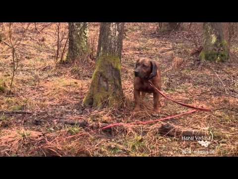 2014. március 6-i adás: Jubileumi 25. Kaszó Kupa