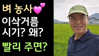벼 농사???? 이삭거름 시기? 왜? 빨리주면?