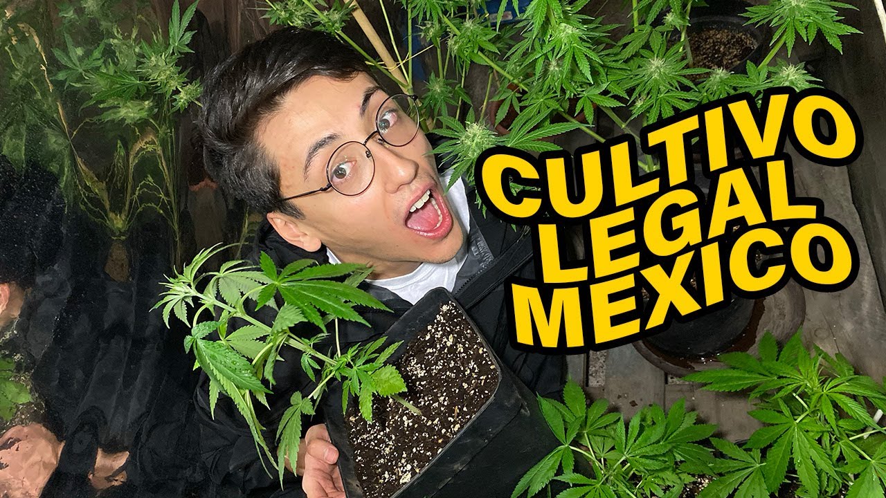CÓMO TENER PLANTAS DE MARIHUANA LEGALES