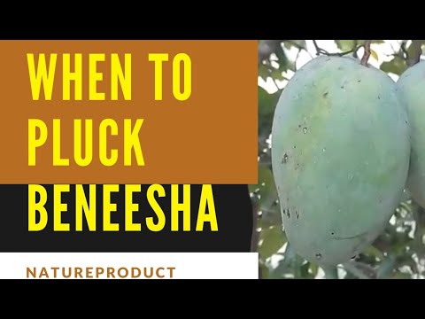 When to Pluck Benishan/Banganapalle Mango