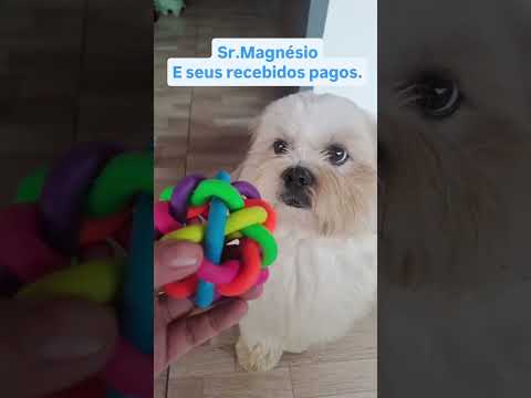 Sr Magnésio#filhotesdecachorro #shihtzu #ourilandiadonorte #srmagnesio
