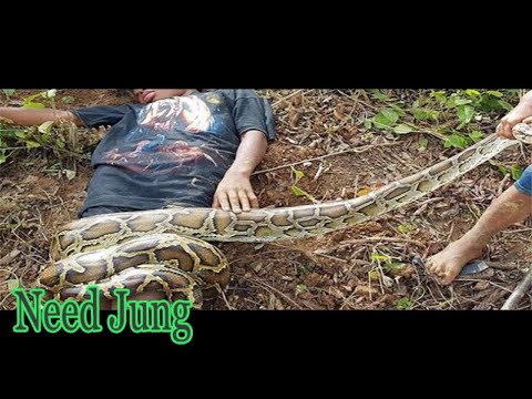 Wow! Amazing Two Brave Boys Catch Snake Near My Village How To Catch Big Snake By Hand - Need Jung
