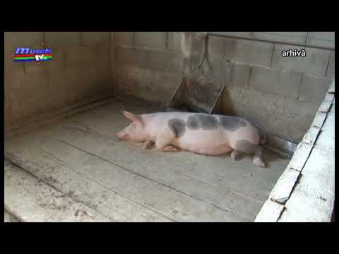 jurnal muscel tv 25 07 2019 pesta porcina   cristian hristu dica   razvan grigore