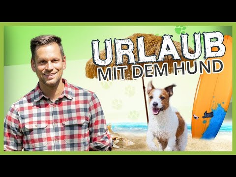6 Tipps für den URLAUB mit Hund: So bist du optimal vorbereitet