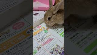 うさぎの日常その9 #うさぎ #うさぎのいる暮らし