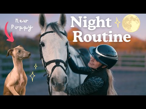 My NEW Night Routine! Horses, Pony and Puppy - This Esme AD