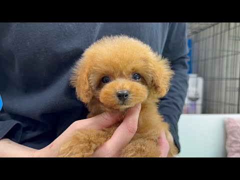 YouTube動画のサムネイル