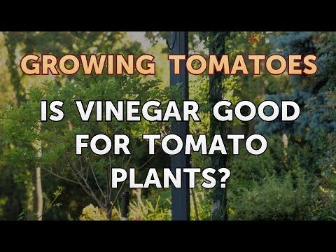 Is Vinegar Good for Tomato Plants