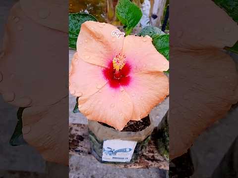 #reels #flowers #hibiscus #love #shortsvideo