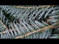 ABETE BIANCO - COME RICONOSCERLO ( Abies alba ) e differenza col TASSO (Taxus baccata)