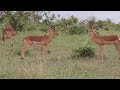 Serengeti Shall Not Die