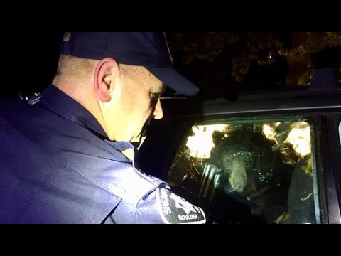 Hungry Bear Breaks Into Car