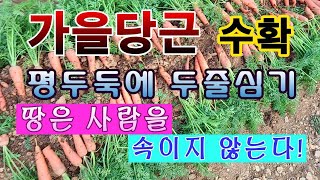 [텃밭농부. 1,290]  가을당근 수확. 땅은 사람을 속이지 않는다! 평두둑 두줄심기 #당근재배
