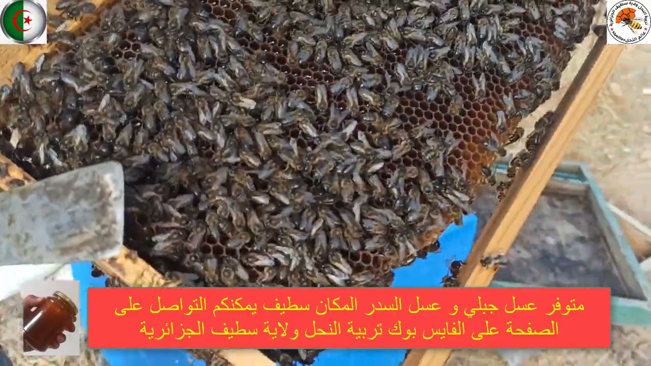 فحص خلية نحل مع الوقوف على بعض النقائص و الامور كانت رائعة