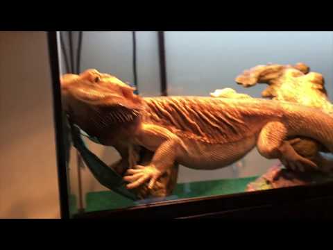 Another Bearded Dragon Enters Smaug's Turf!