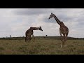 Giraffe Mating Session Episode 2