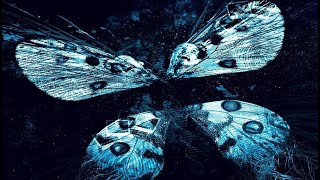 Эффект бабочки 3 — трейлер (9 января 2009)