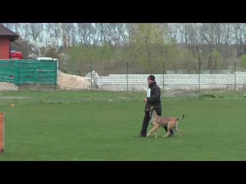 Vasilkov Cup 2017. Best Obedience 97p. Tuz iz Gratsiano