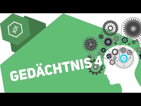 Long-term potentiation – memory 4