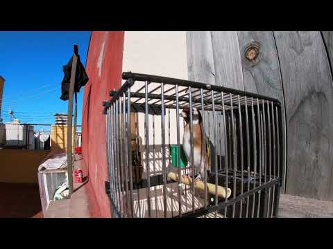 jilgueros 2021 que nesesidad hay de molestar a la Peña vosotros opinar y comentar👍💯x💯💪es increíble