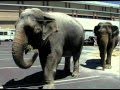 Under The Big Top With Ringling Brothers
