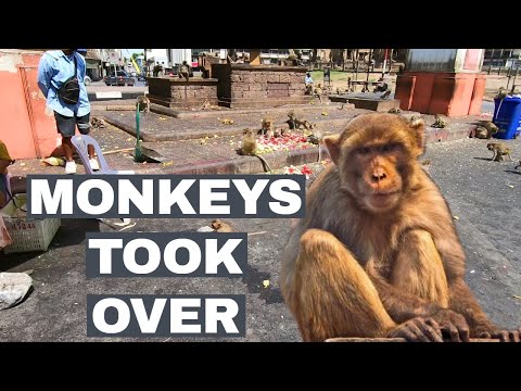 This city in Thailand is ruled by aggressive monkeys