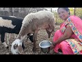 Bhyad Milking