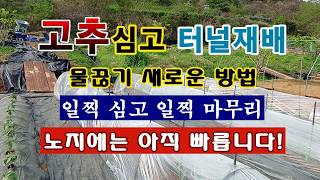 [텃밭농부 2,223]  고추심고 터널 재배. 새로운 방법의 물끊기 시도. #고추재배