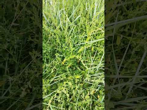 Echter Vogelknöterich: Trittfester Alleskönner für Wege & Vögel