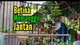 Download lagu PRENJAK BETINA Gacor Memanggil Jantan cocok untuk pancingan prenjak bahan agar cepat nyahut bunyi. mp3