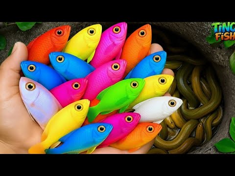 Catch colorful fish, ornamental aquarium fish, goldfish, guppy fish, turtles, eel, koi, fish video
