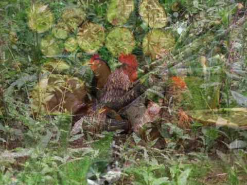 Konji bili konji vrani