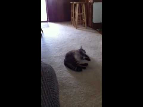 YouTube video about: When I sing my cat comes to me?