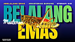 Download lagu SUARA BELALANG EMAS JERNIH MATERI WAJIB   TERAPI AIR | MASTERAN BURUNG | MASTERAN MURAI BATU mp3