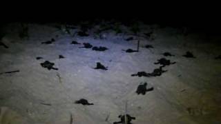 preview picture of video 'Hawksbill sea turtle hatchlings going to the sea at night'