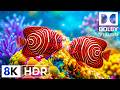Tranquil Underwater Creatures in 8K HDR | Dolby Vision™
