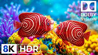 Tranquil Underwater Creatures in 8K HDR | Dolby Vision™