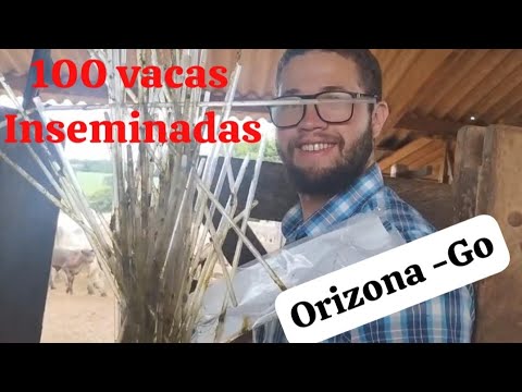 INSEMINAÇÃO EM ORiZONA -GO