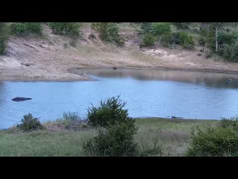 Djuma: Two Hippos in the dam - 17:23 - 01/23/2023