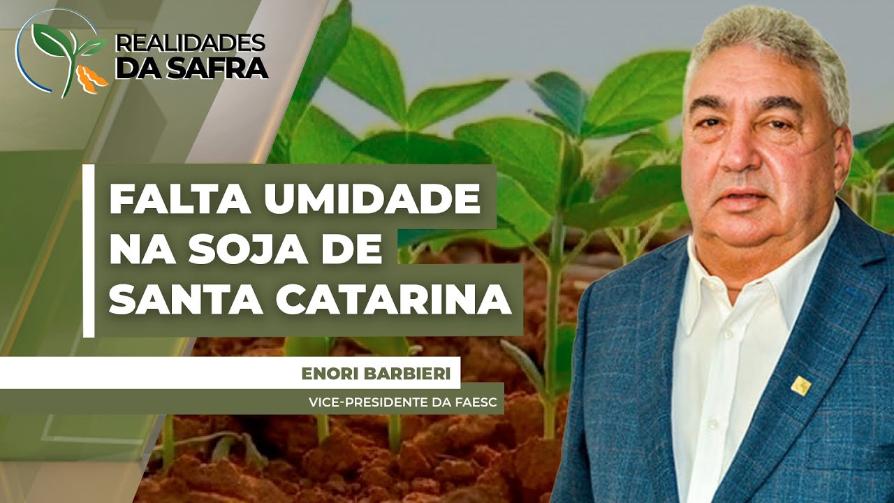 Santa Catarina fecha colheita do milho com boas produtividades, mas soja do tarde enfrenta falta...