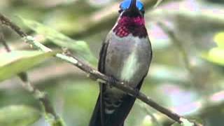 Download lagu Hummingbirds.MP4 mp3